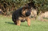 BERGER ALLEMAND 833